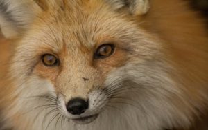 キツネ　エキノコックス　対策