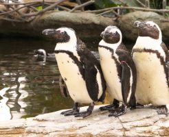 ケープペンギン　日本　飼育