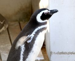 マゼランペンギン　由来　生息地