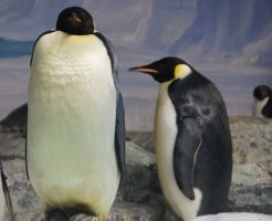 皇帝ペンギン　ヒナ　子育て　水族館