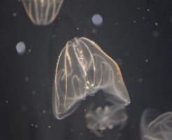 クラゲ　種類　数　カブトクラゲ