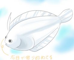 ヒラメの目は移動して左に行った 衝撃の稚魚の生態をイラストで解説 しずくの海洋日報