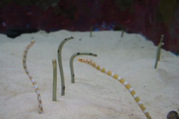 チンアナゴ　砂の中　種類