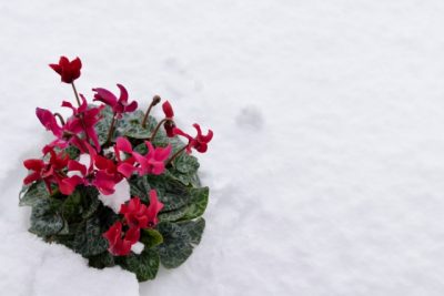 シクラメン　開花時期　季節　冬　雪