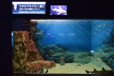 須磨海浜水族園　神戸　水族館