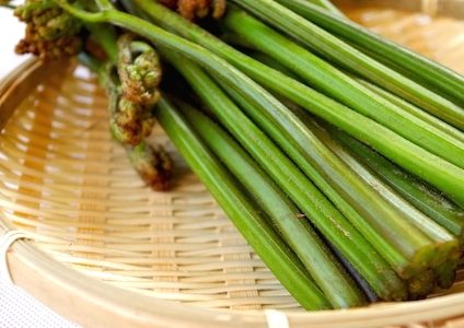 春の山菜の種類！苦味が栄養！旬の時期のこごみやコシアブラの天ぷらレシピ！